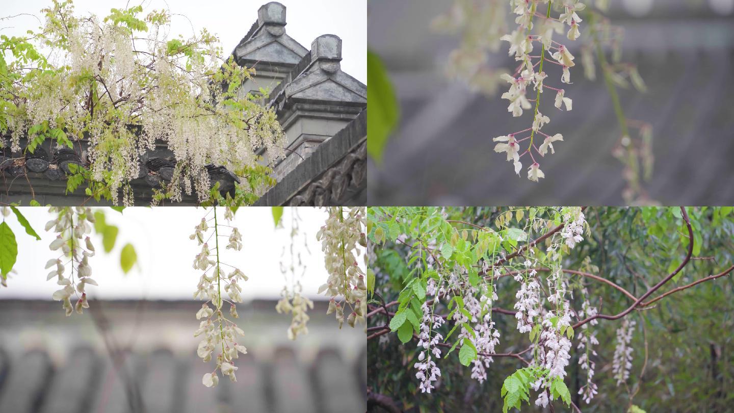 扬州4K下雨天的古树银藤（大量素材）