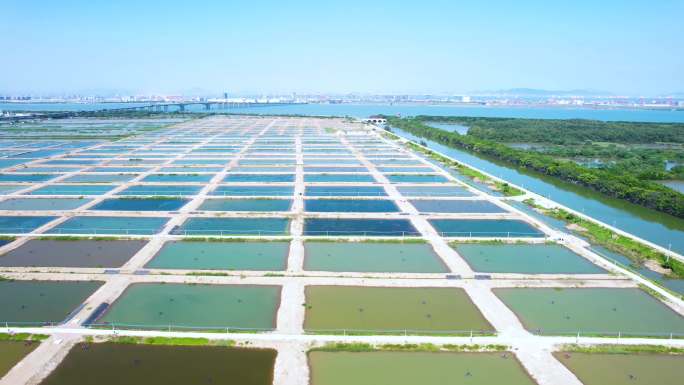 广州南沙万顷沙水产湿地航拍