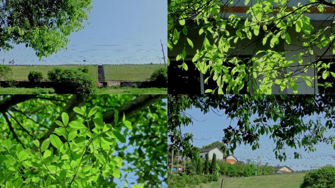 4K初夏阳光照耀风吹绿叶意境空镜头