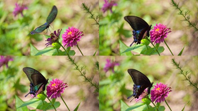 一只黑色蝴蝶在花朵上飞舞慢动作升格