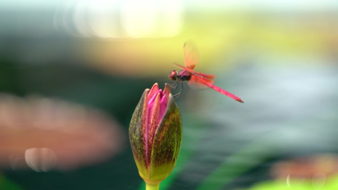 实景拍摄-蜻蜓点莲苞-4K25帧