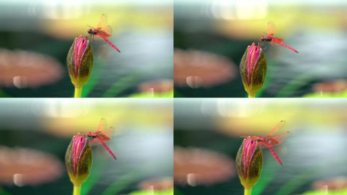 实景拍摄-蜻蜓点莲苞-4K25帧