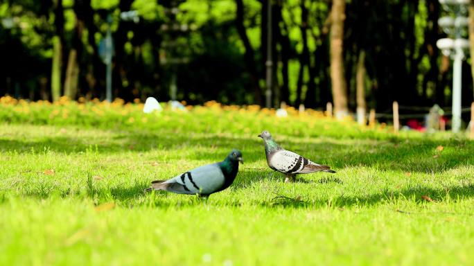 4k鸽子公园草地上的鸽子