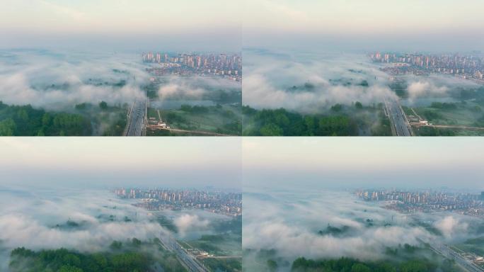 平流雾 晨雾 早晨 生态