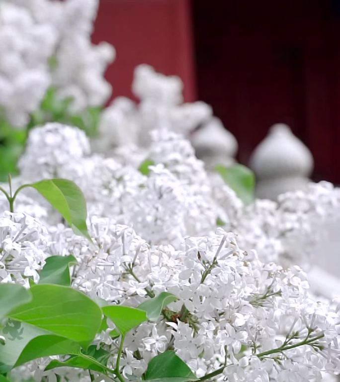 春天中国北京故宫博物院内绽放的丁香花