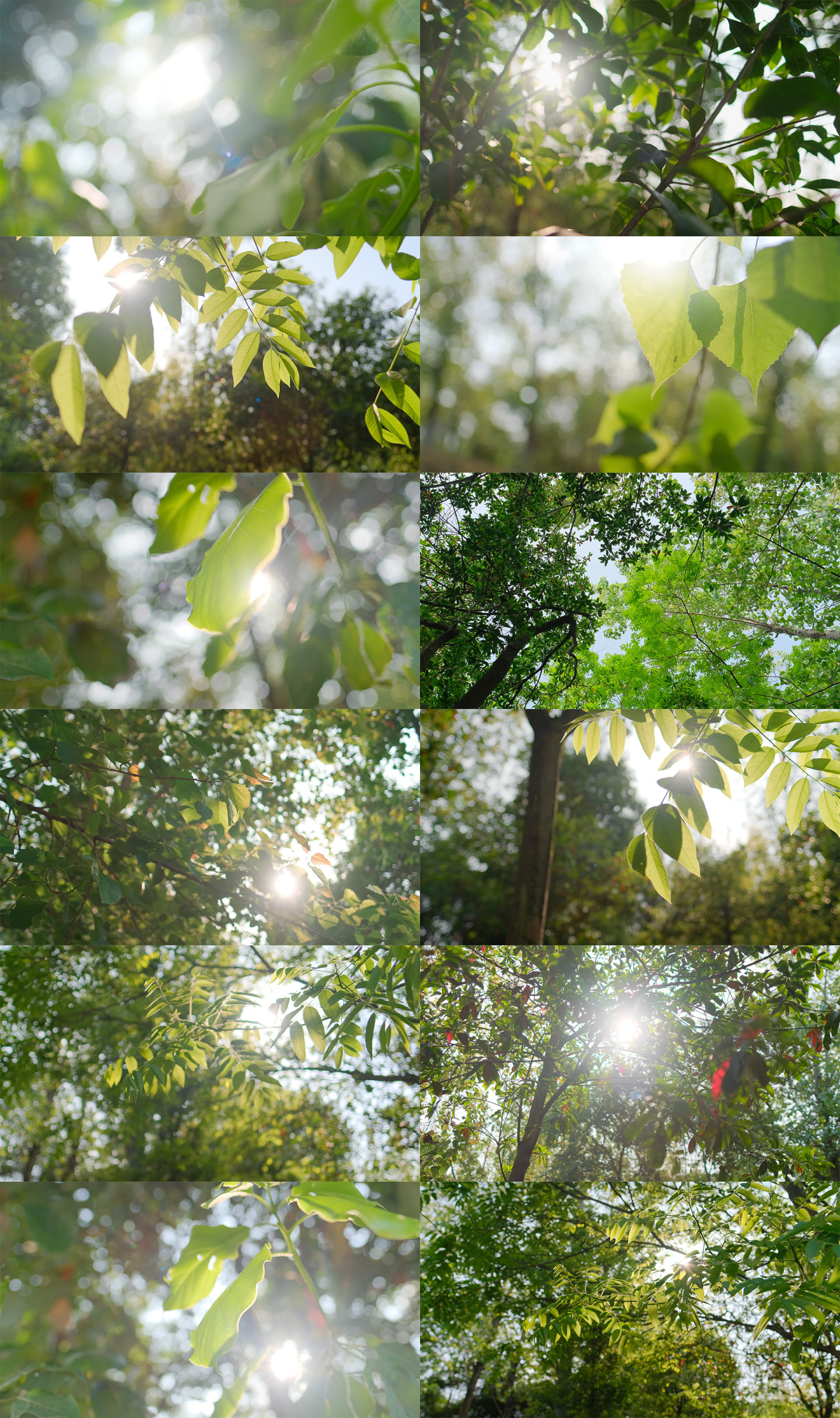 立夏盛夏森林公园夏天阳光透过树叶唯美逆光