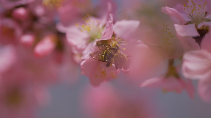 蜜蜂采蜜实拍、蝴蝶特写、桃花盛开