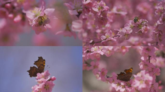 蜜蜂采蜜实拍、蝴蝶特写、桃花盛开