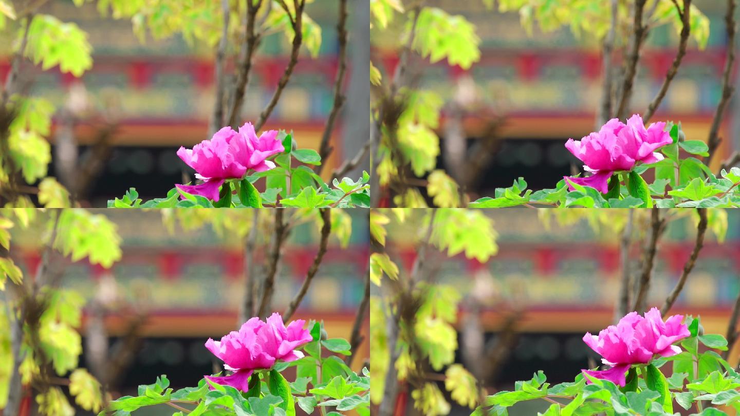 春天中国北京故宫博物院内绽放的牡丹花