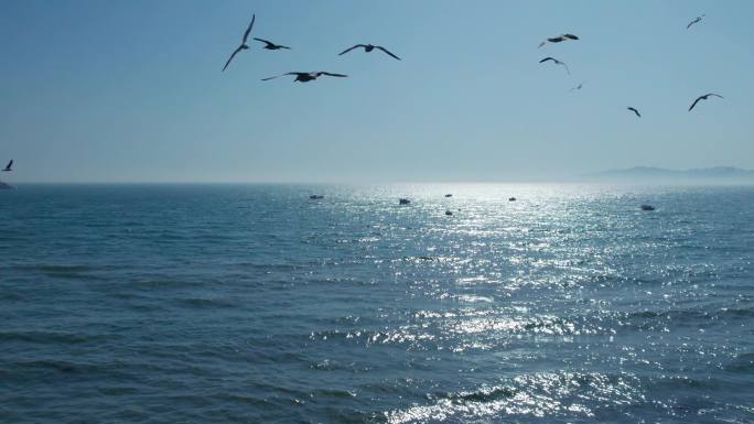 阳光海面小船海鸥航拍