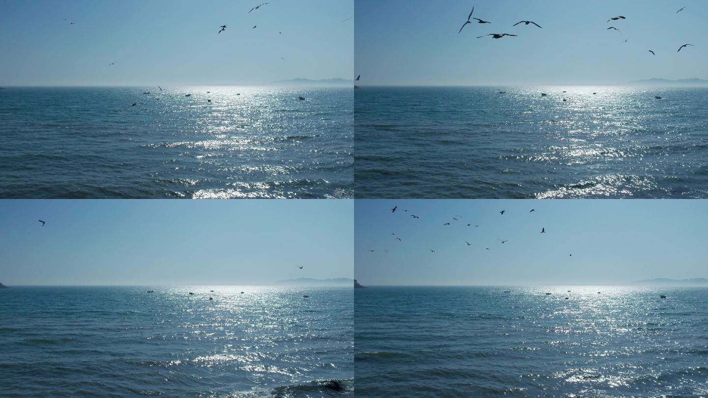 阳光海面小船海鸥航拍