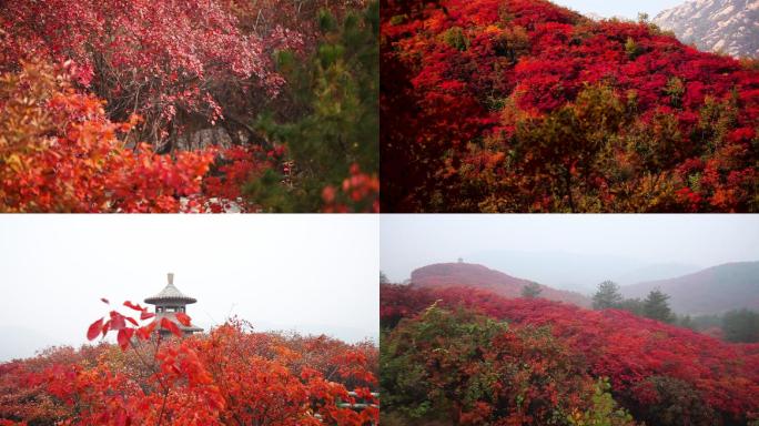 满山红叶游客游玩唯美空镜2