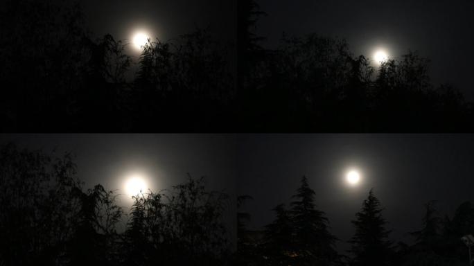 朦胧的月亮爬上树梢