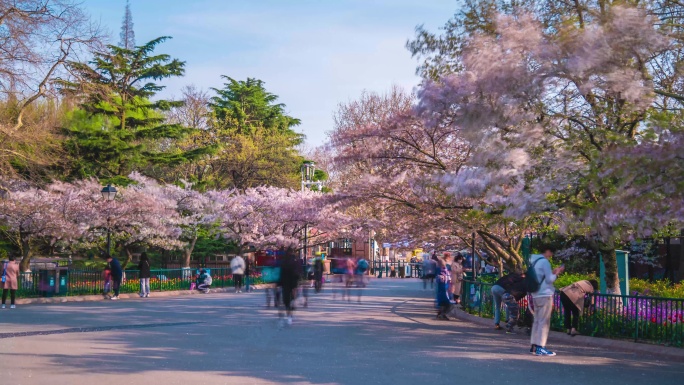 青岛中山公园樱花延时8K