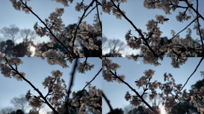 樱花花开视频素材