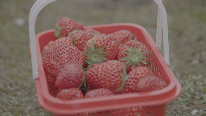 草莓园摘草莓+未调色