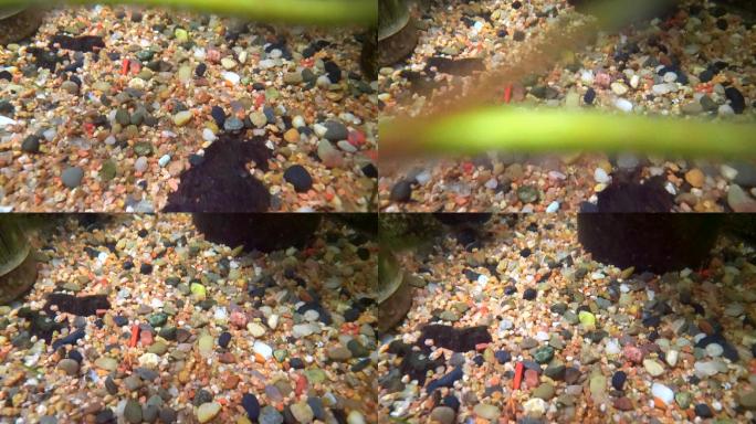 水下拍摄铺满沙石的鱼缸和水草