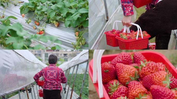 草莓园摘草莓+已调色