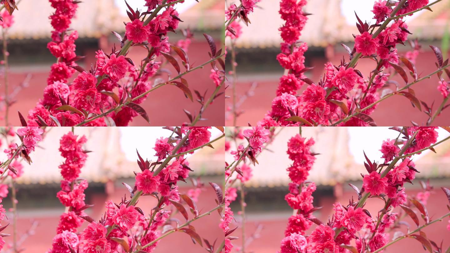 春天中国北京故宫博物院内绽放的榆叶梅