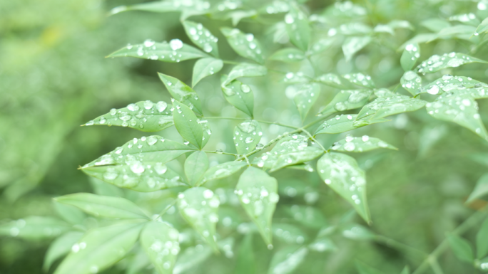 露珠小清新雨珠唯美雨后