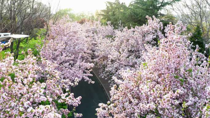 航拍花海樱花海棠花-春天花开