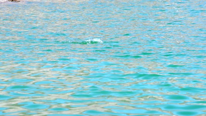 蓝色的湖水中鲤鱼跃出水面