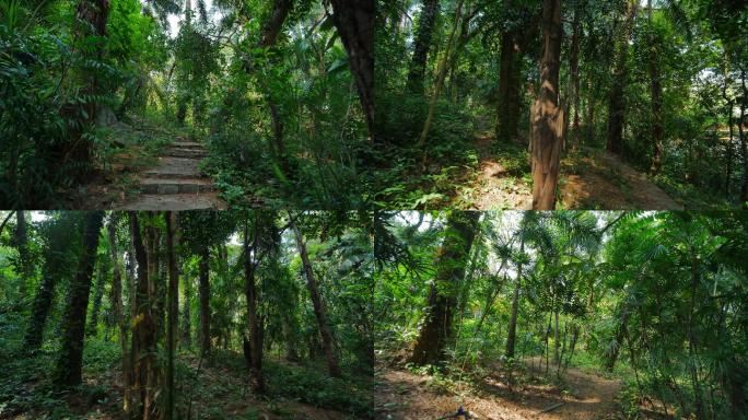 热带雨林 原始森林 丛林穿梭 树林 徒步