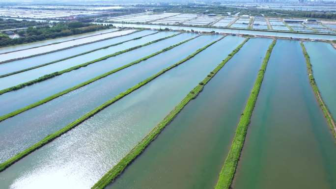 广州南沙万顷沙湿地航拍