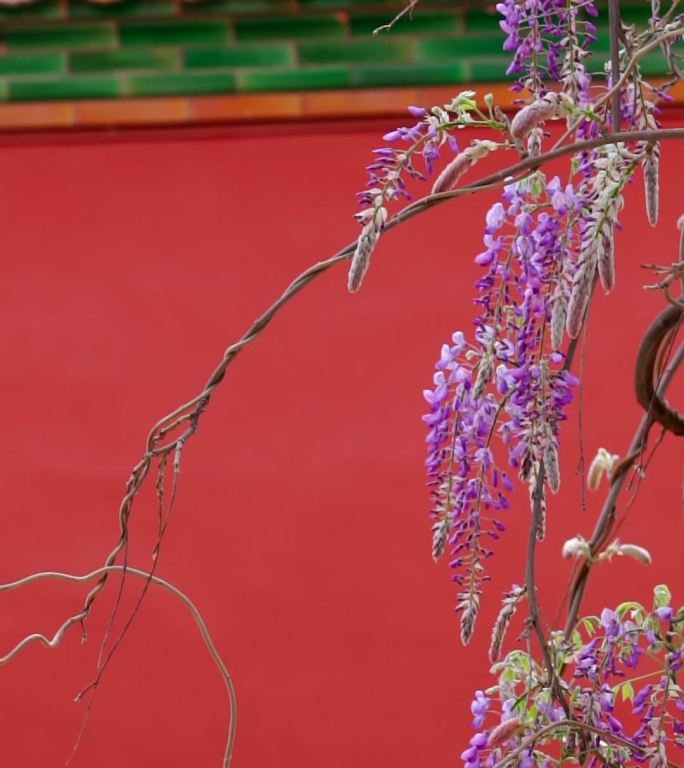 春天中国北京故宫博物院内绽放的藤萝花