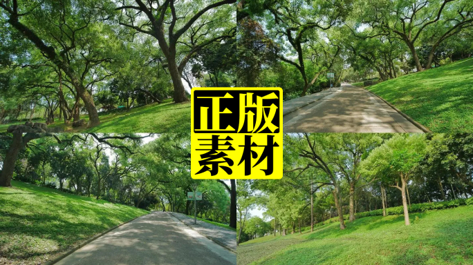 春天阳光树林 公园 林荫大道 林间小路