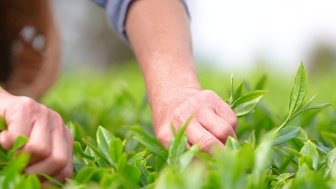 茶园航拍采茶喝茶升格慢动作春茶