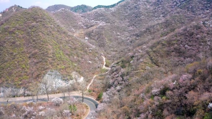 航拍北京春天山区盛开的山杏花