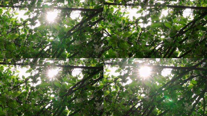 正午的阳光穿过茂密的海棠花树丛