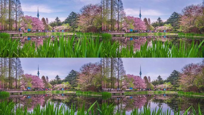 青岛中山公园春天樱花8K