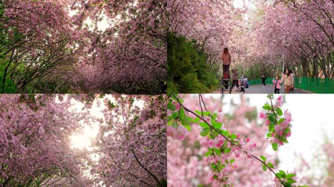 4K唯美花海-樱花海棠花