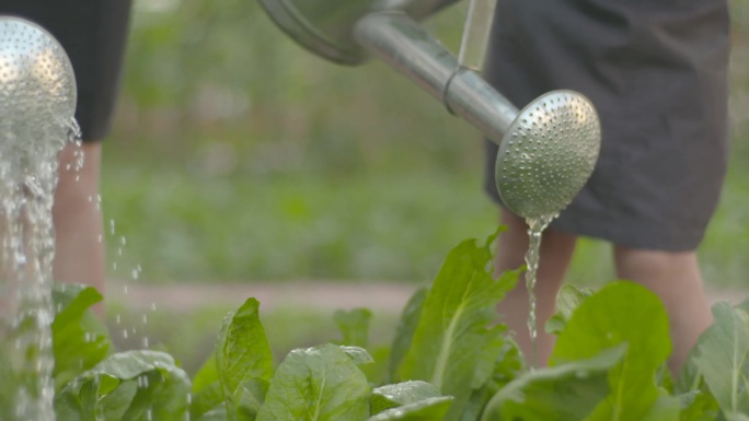 唯美学生小菜园种植蔬菜淋菜浇水实践活动