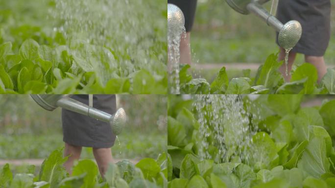 唯美学生小菜园种植蔬菜淋菜浇水实践活动