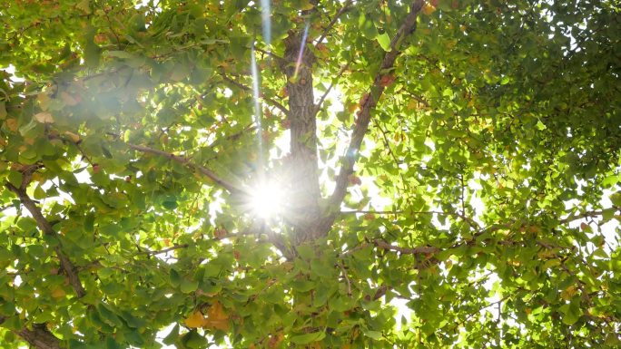 夏日的阳光洒在校园林荫路的大树上