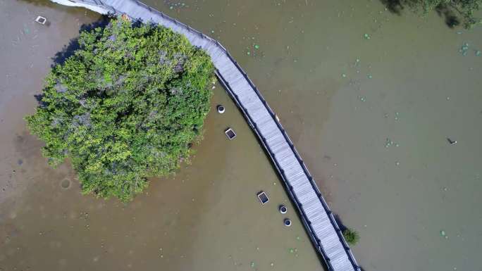 广州南沙湿地公园航拍
