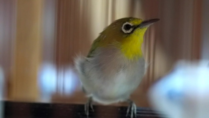 高速升格拍摄鸟笼中的观赏鸟