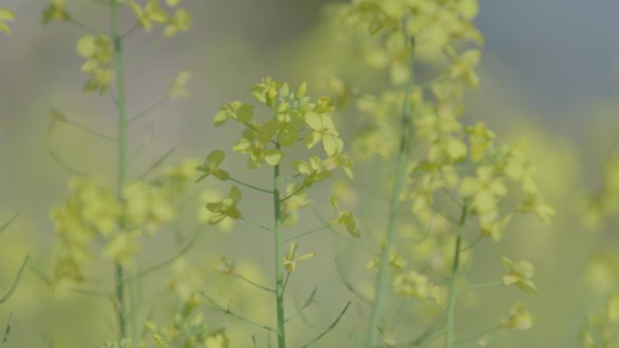 唯美油菜花