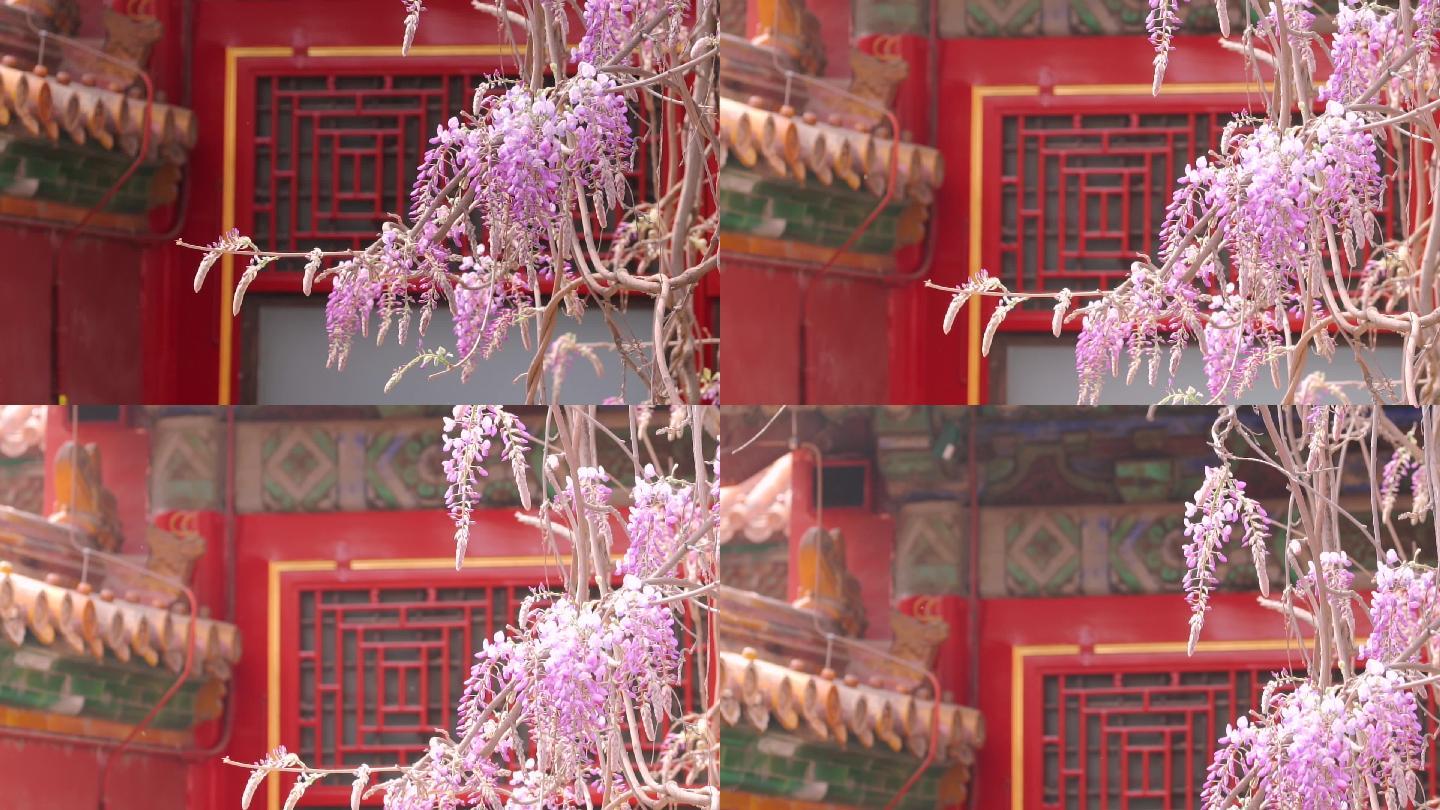 春天中国北京故宫博物院内绽放的藤萝花