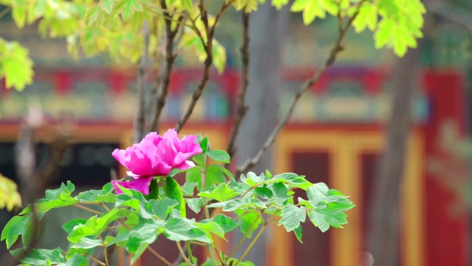 春天中国北京故宫博物院内绽放的牡丹花