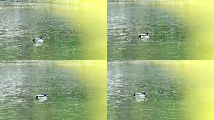 春天在湖水里游弋野鸭子