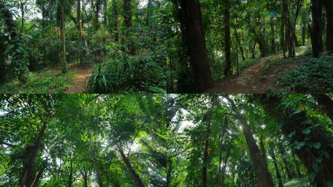 热带雨林 原始森林 丛林穿梭 树林 徒步