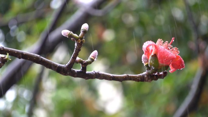 春雨中的一支木棉花