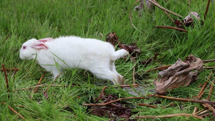 4K60帧 户外草地上的兔子 吃草嬉水