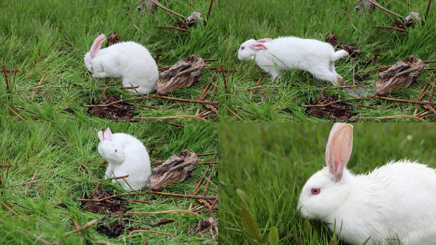 4K60帧 户外草地上的兔子 吃草嬉水