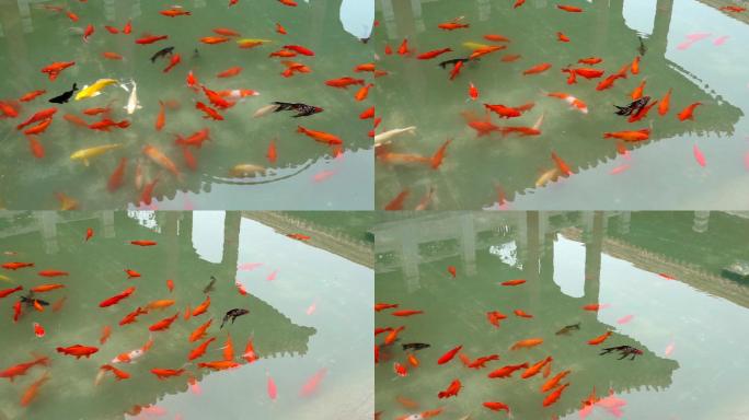 中国北京故宫博物院御花园的金鱼池