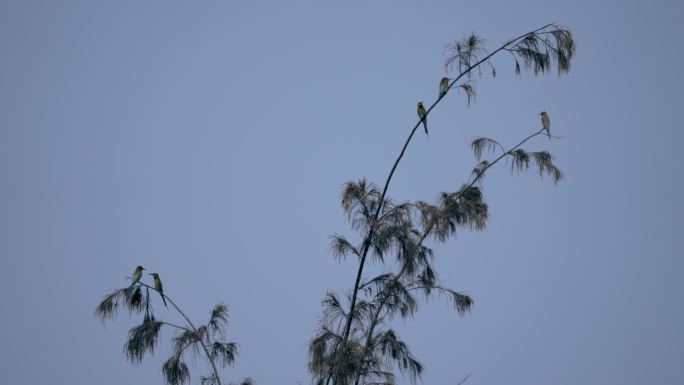 树梢鸟飞-慢镜头